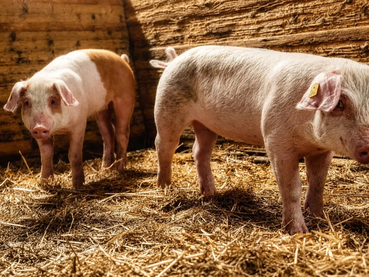 Tierhaltung: Schweinemast